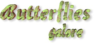 Butterflies Galore